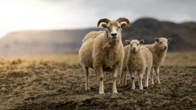 قیمت گوسفند زنده؛ بررسی جامع عوامل مؤثر و راهنمای خرید هوشمندانه