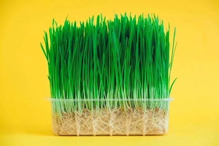 سبزه شاهی